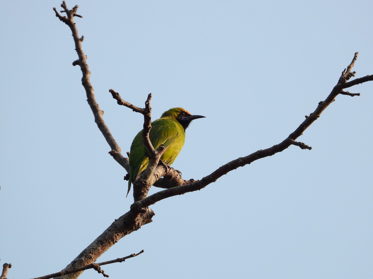 Golden-fronted Leafbird - ML641691241