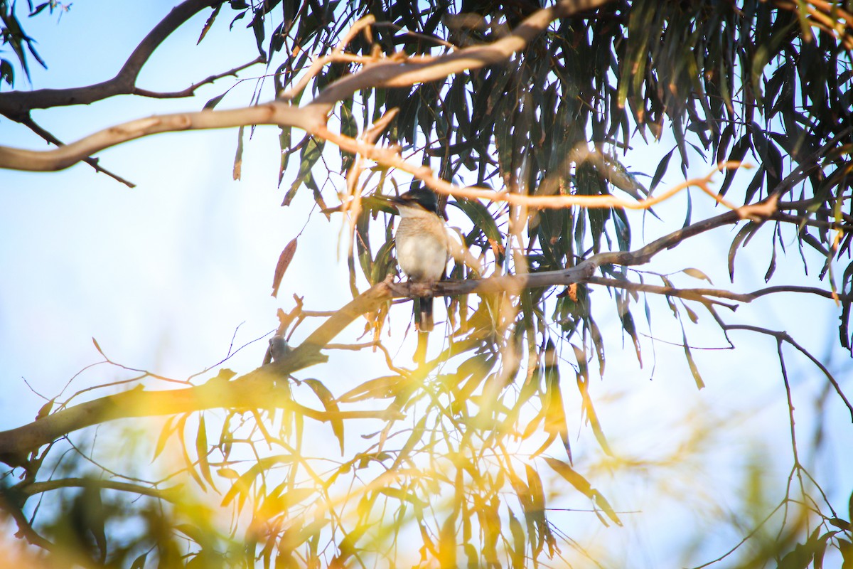 Sacred Kingfisher - ML641691251