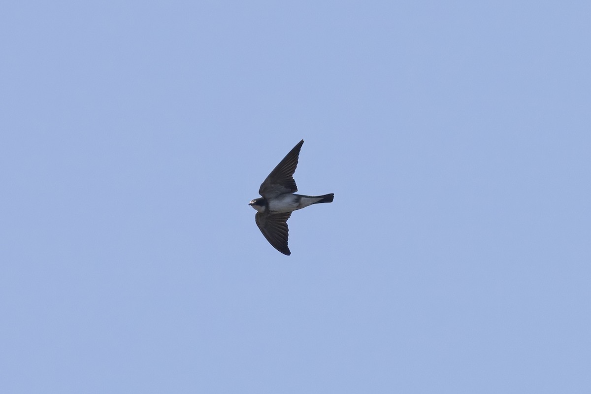 Banded Martin - ML641691253