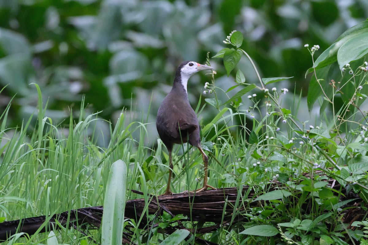 White-breasted Waterhen - ML641691286