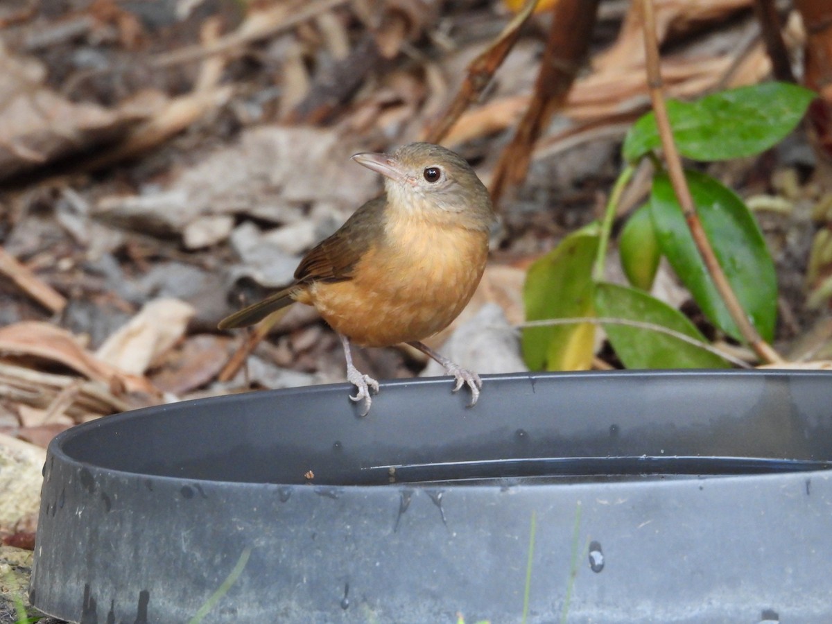 Rufous Shrikethrush - ML641691294