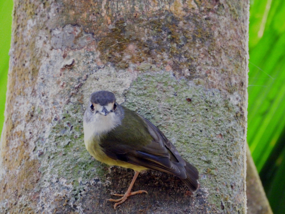 Pale-yellow Robin - ML641691303