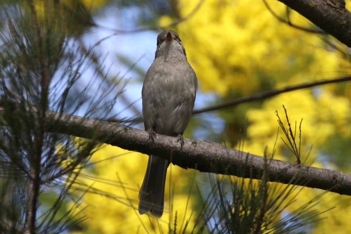Golden Whistler (Eastern) - ML641691305