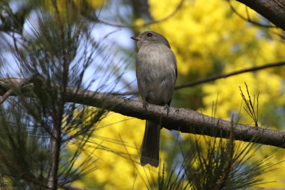 Golden Whistler (Eastern) - ML641691306