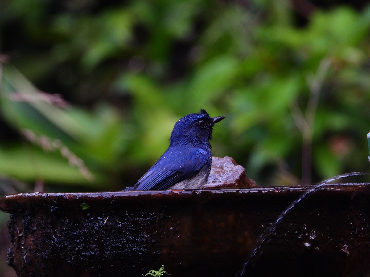White-bellied Blue Flycatcher - ML641691316