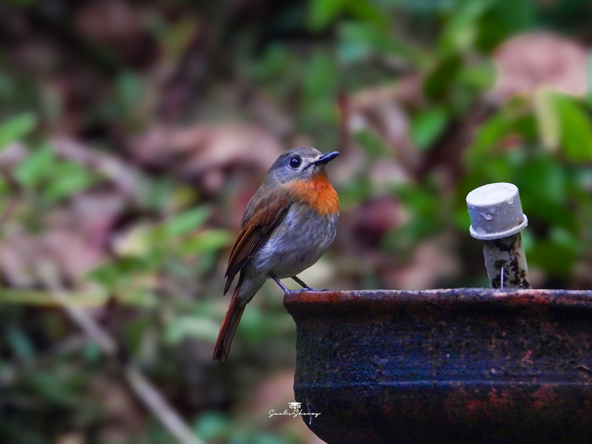 White-bellied Blue Flycatcher - ML641691317