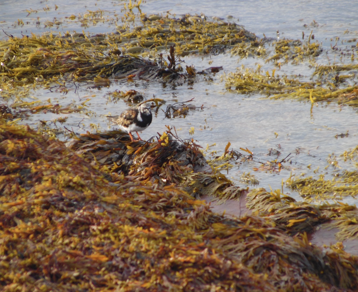 Ruddy Turnstone - ML641691326
