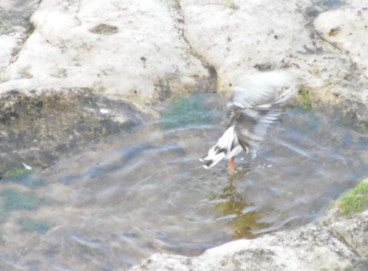 Ruddy Turnstone - ML641691334