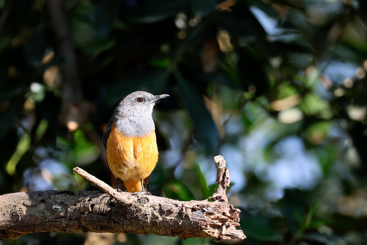 Little Rock-Thrush - ML641691337