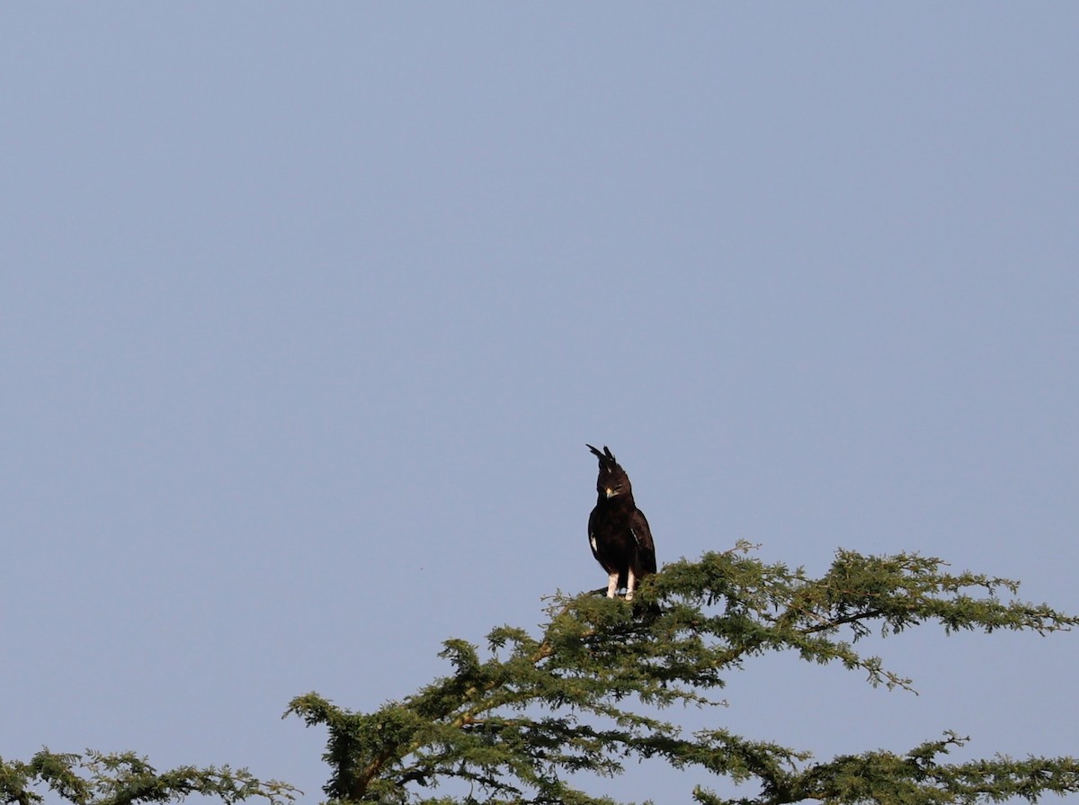 Long-crested Eagle - ML641691359