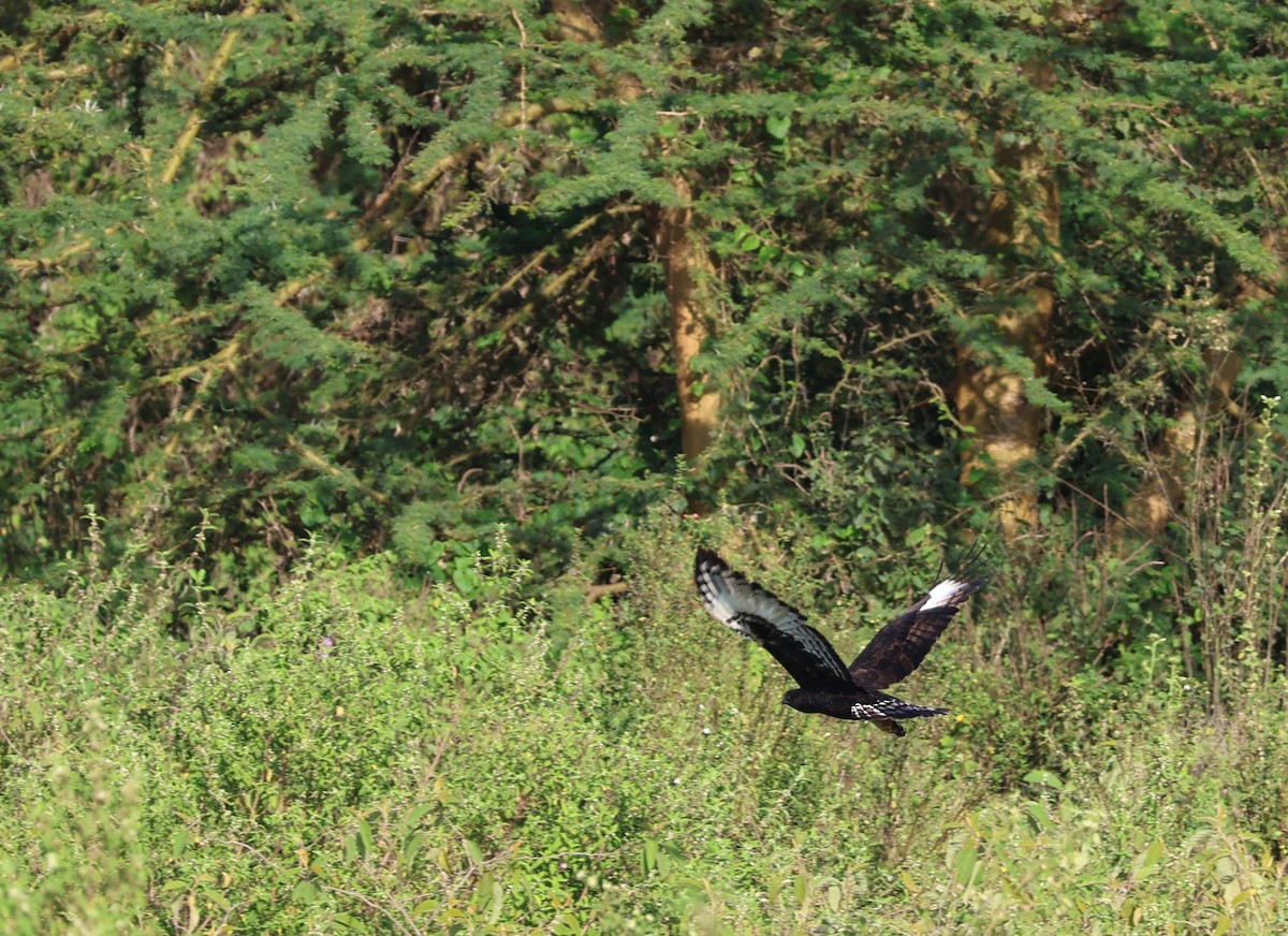 Long-crested Eagle - ML641691360