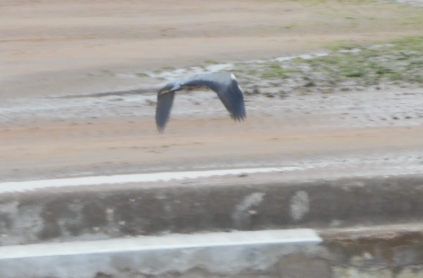 Gray Heron - ML641691407