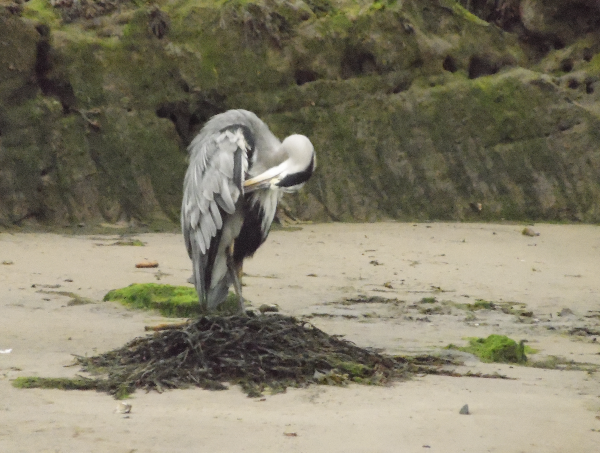 Gray Heron - ML641691408