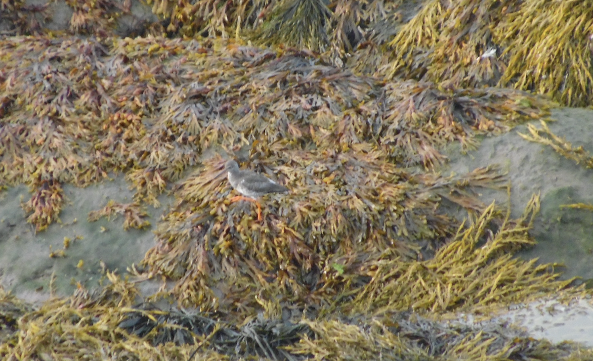 Common Redshank - ML641691415