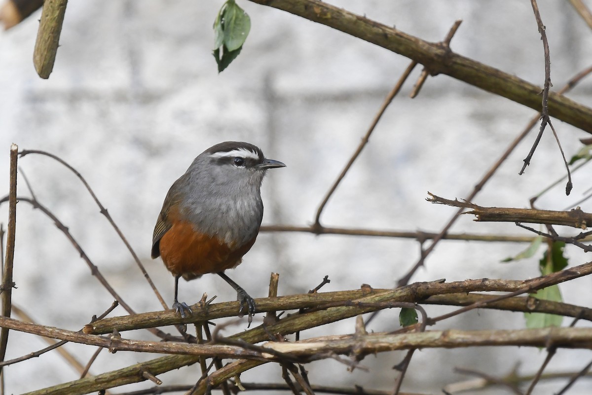 Palani Laughingthrush - ML641691425