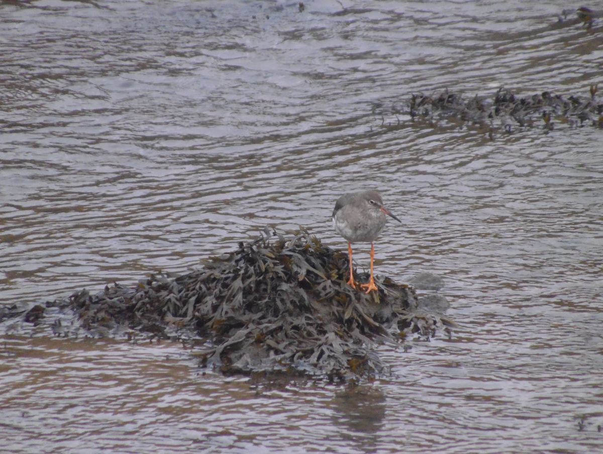 Common Redshank - ML641691426