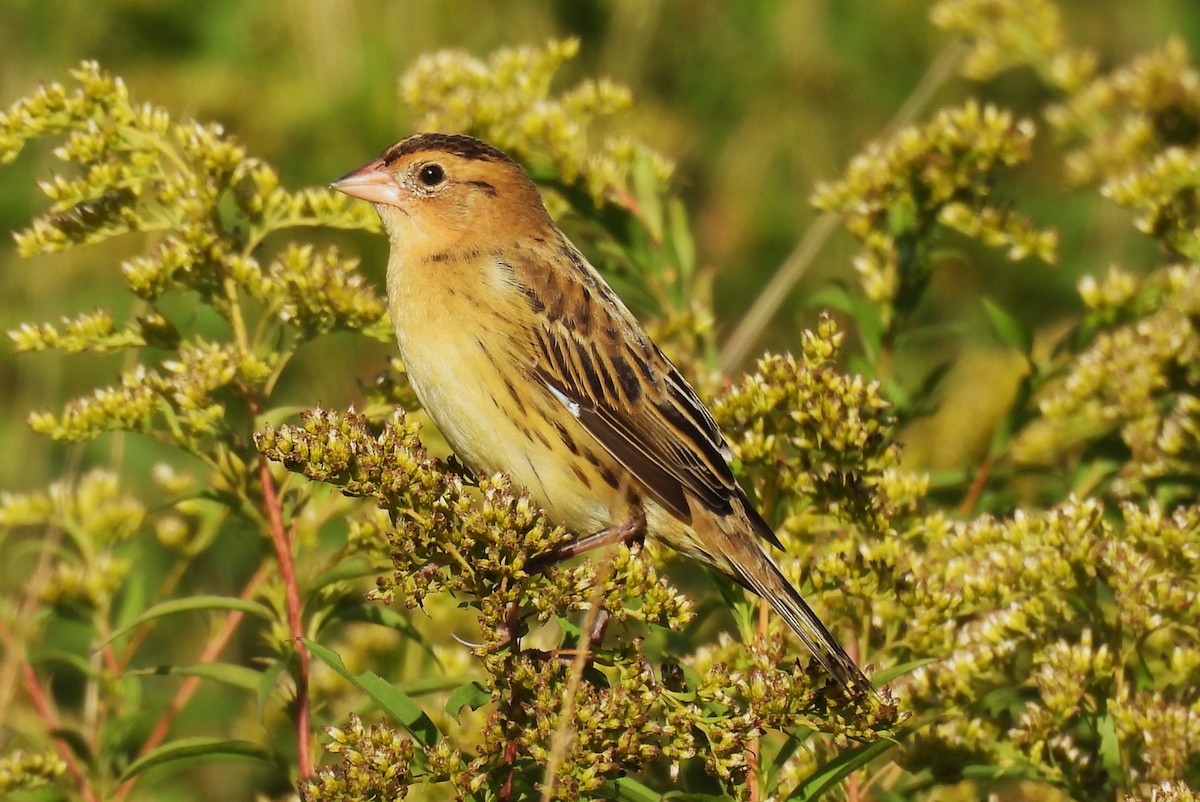 Bobolink - ML641691430