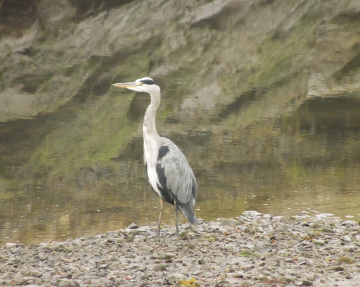 Gray Heron - ML641691442