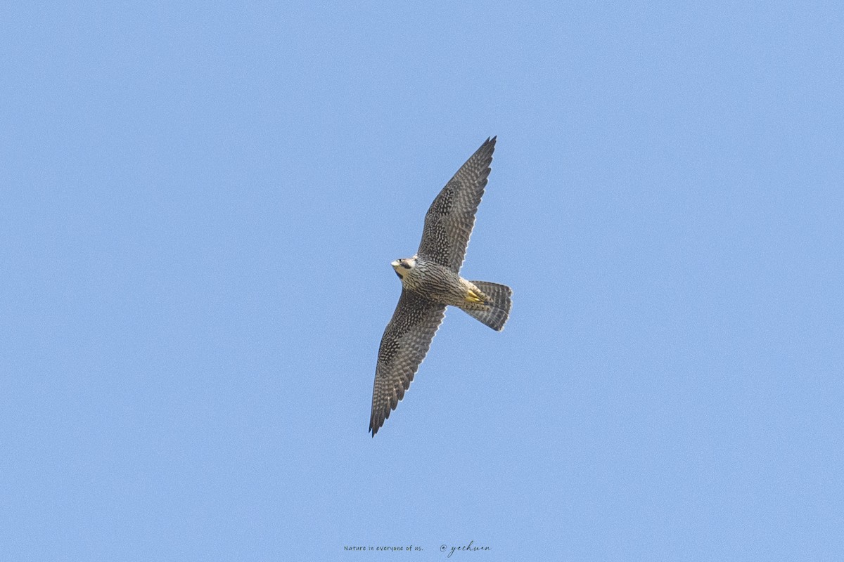 Peregrine Falcon - ML641691443
