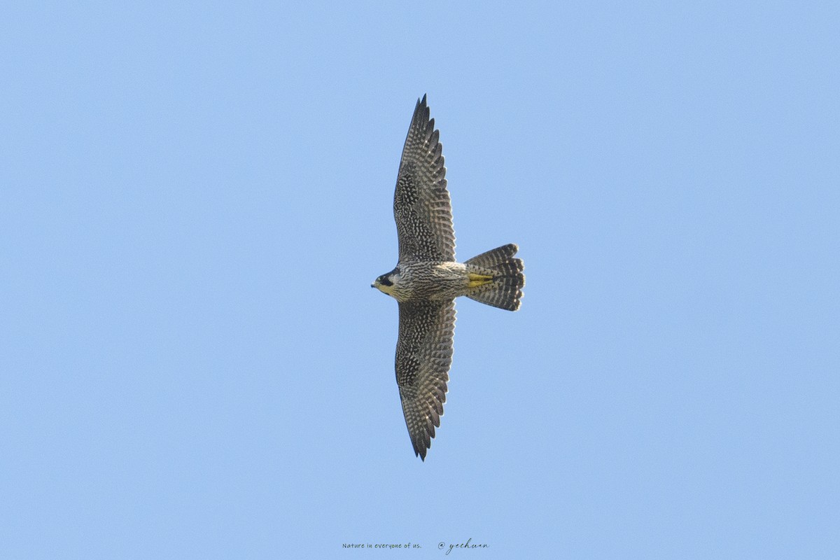 Peregrine Falcon - ML641691444