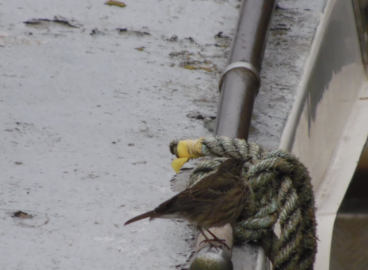 Rock Pipit - ML641691468