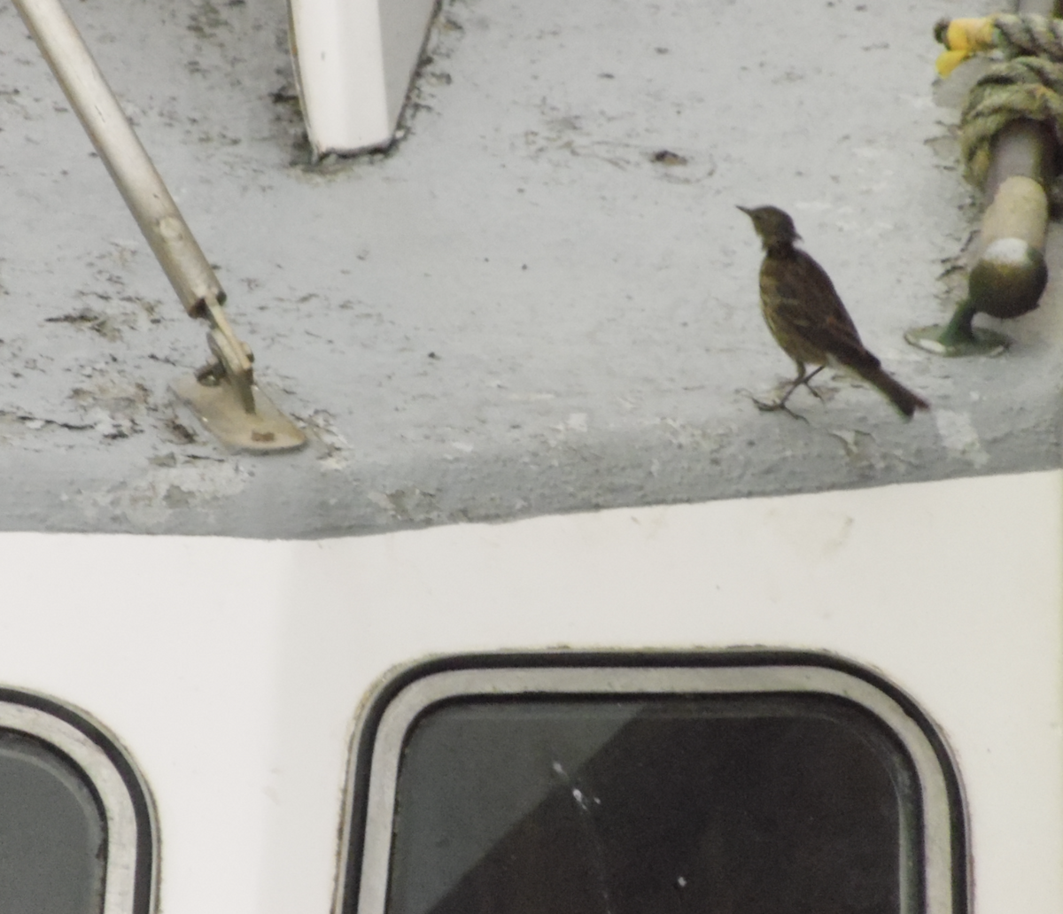 Rock Pipit - ML641691470