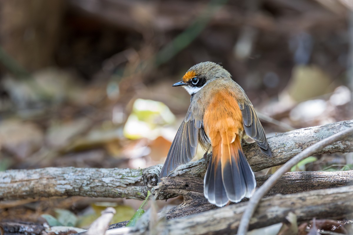 Australian Rufous Fantail - ML641691499