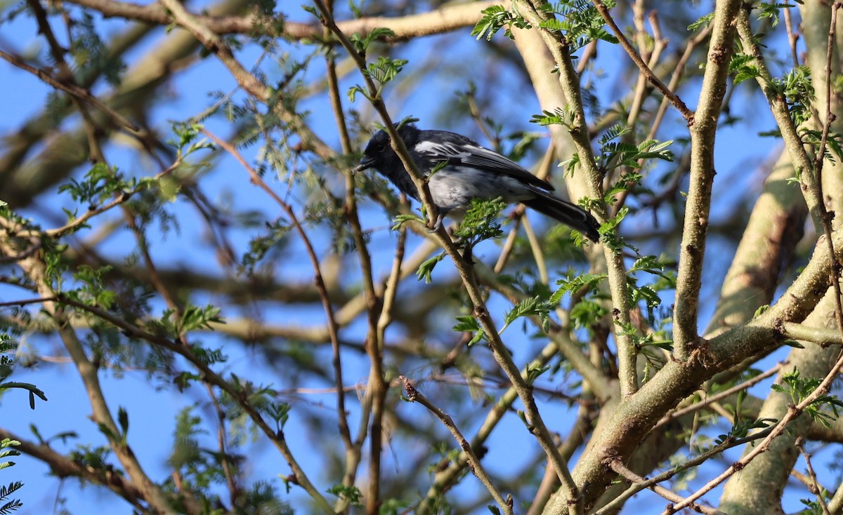 White-bellied Tit - ML641691507