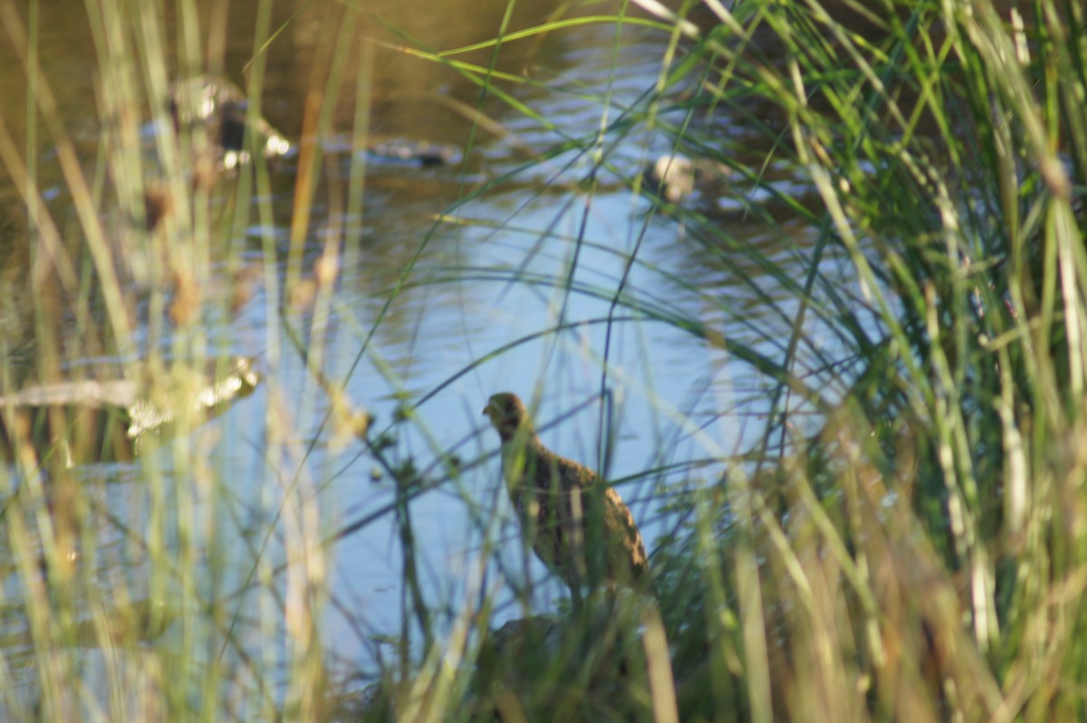 Buff-banded Rail - ML641691508