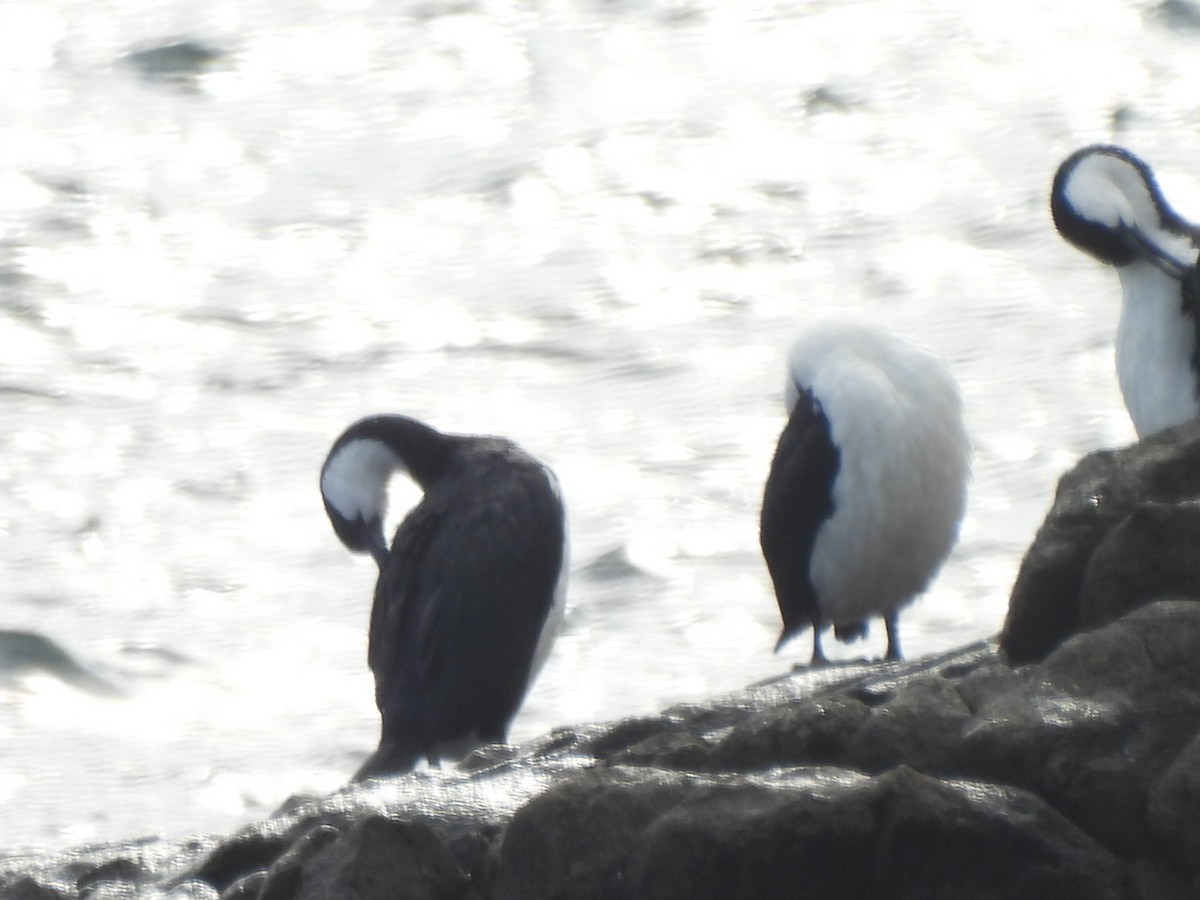Black-faced Cormorant - ML641691509