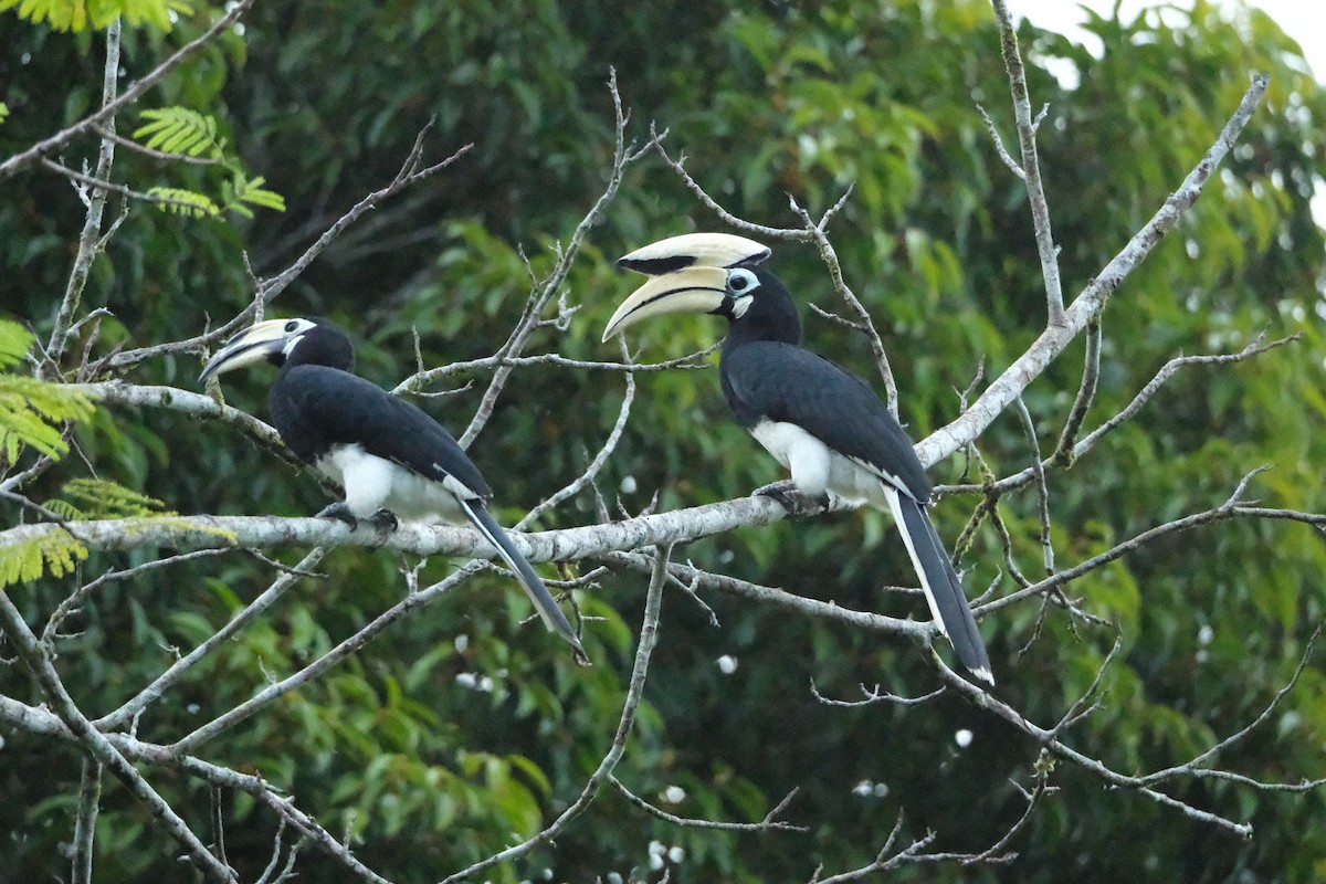 Oriental Pied-Hornbill - ML641691513