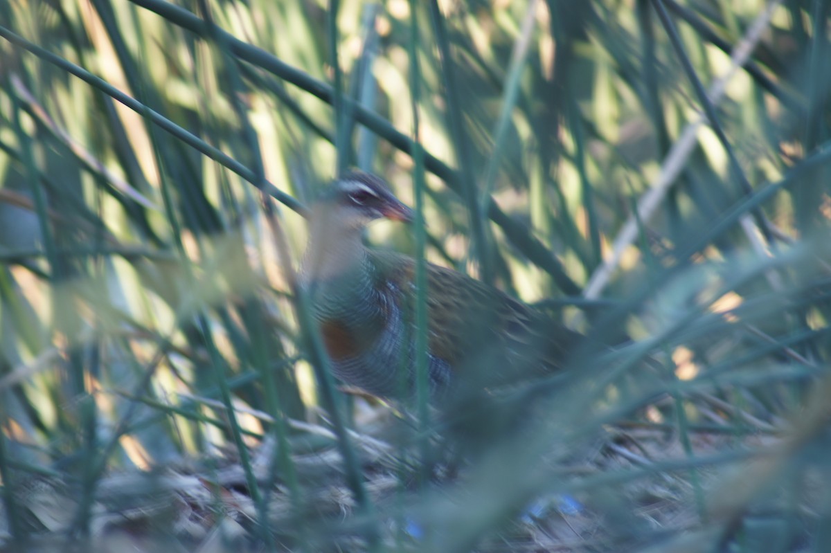 Buff-banded Rail - ML641691516