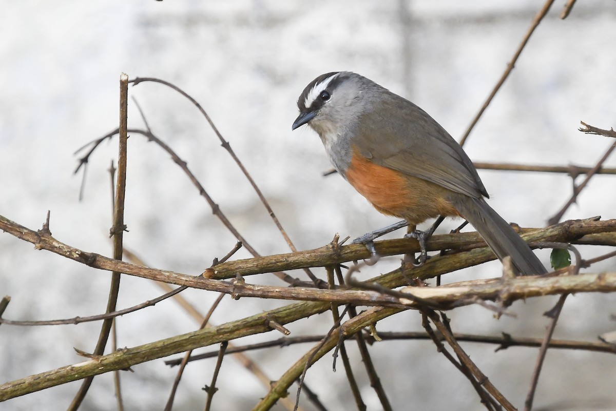 Palani Laughingthrush - ML641691527