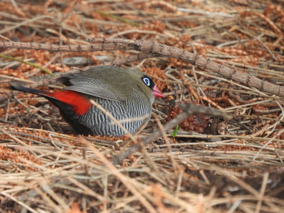 Beautiful Firetail - ML641691528