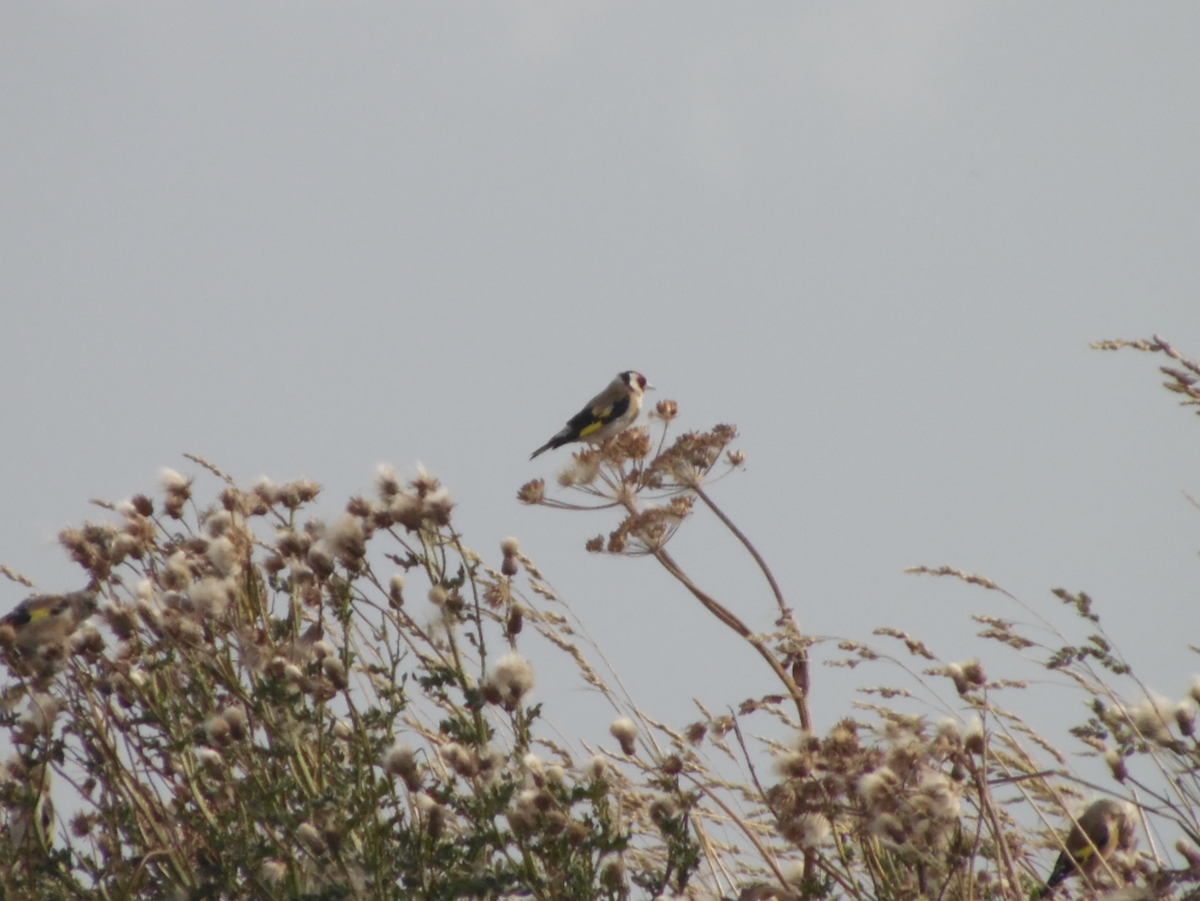 European Goldfinch - ML641691535