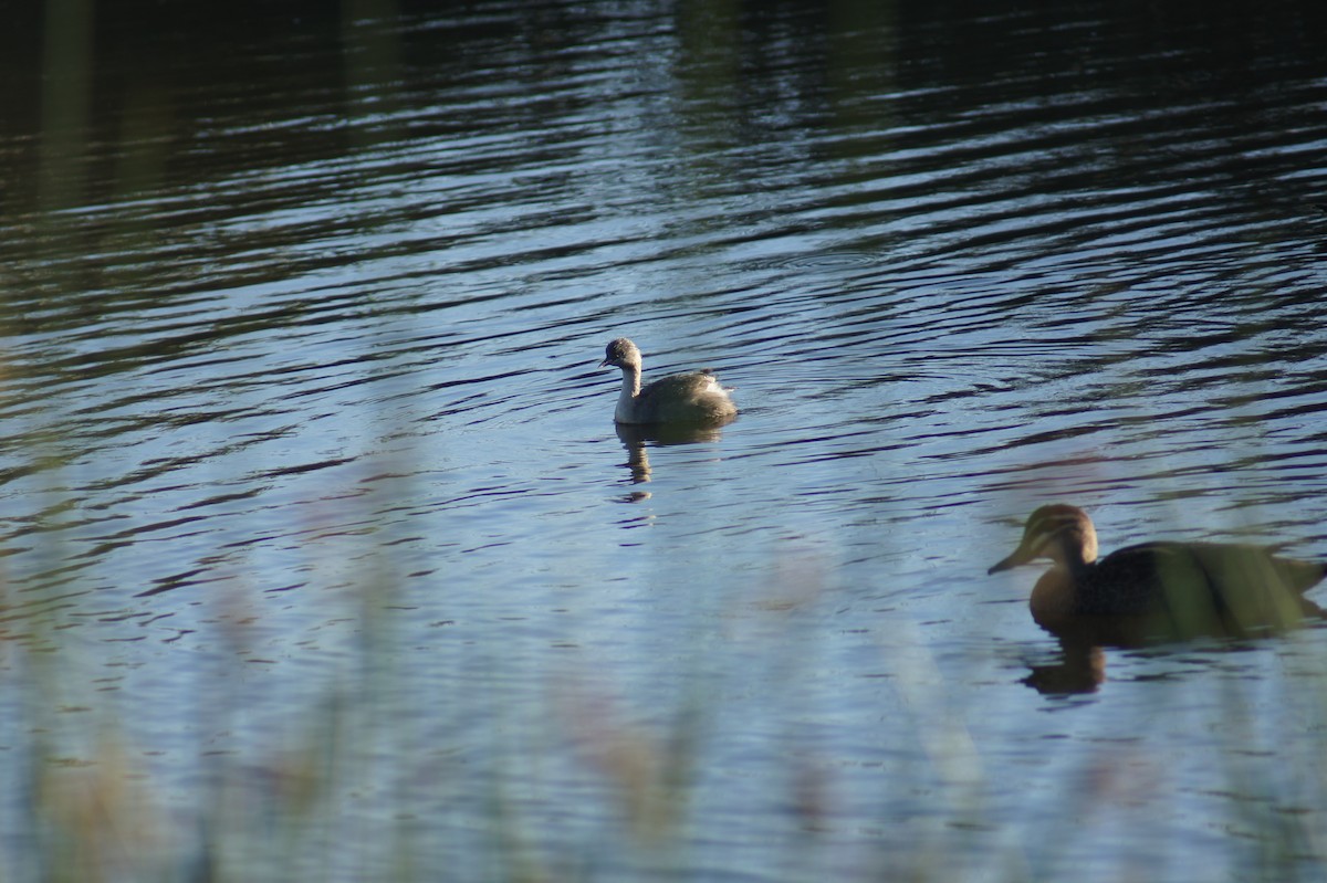 Hoary-headed Grebe - ML641691540
