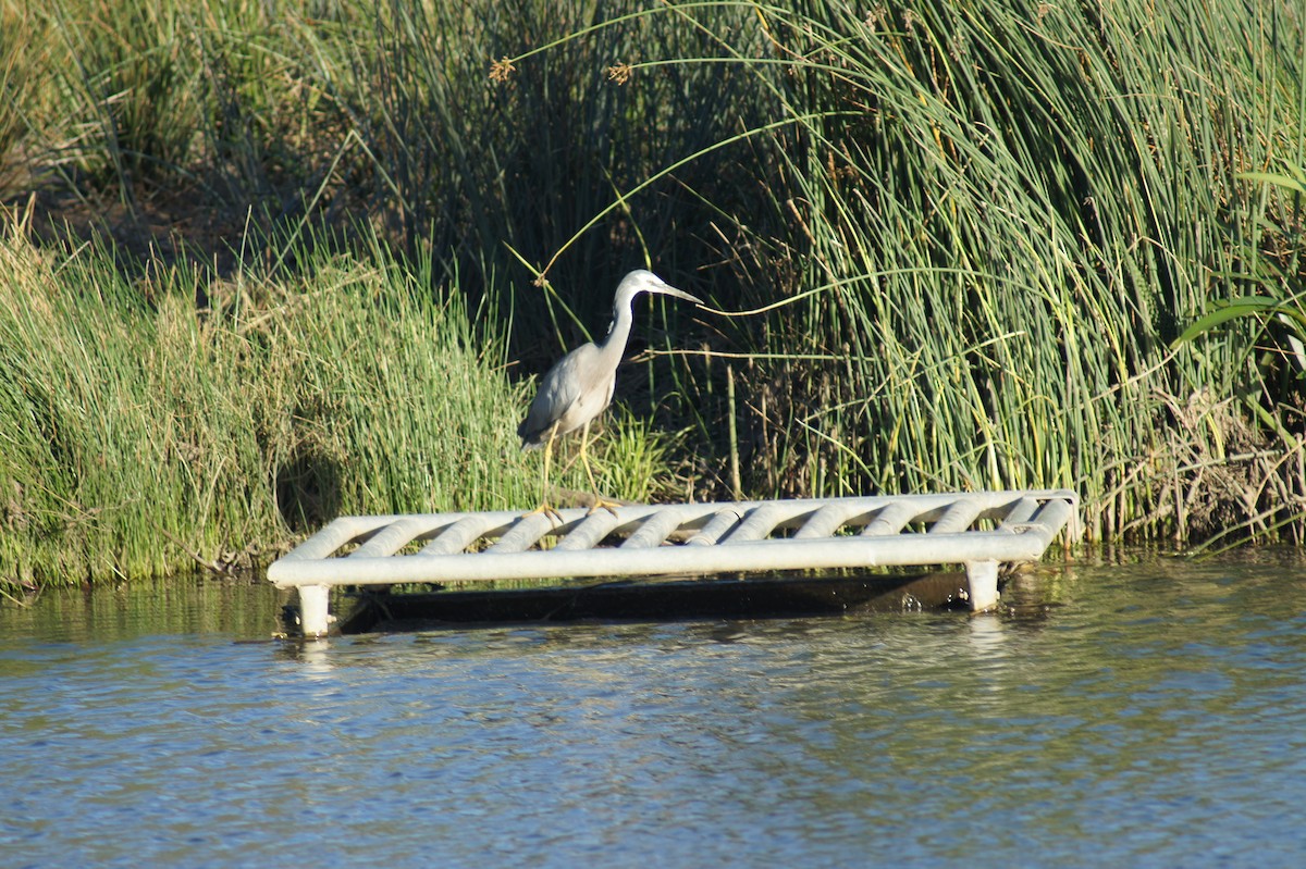 White-faced Heron - ML641691555