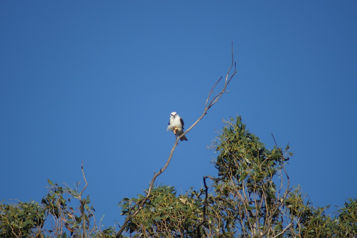 Black-shouldered Kite - ML641691559