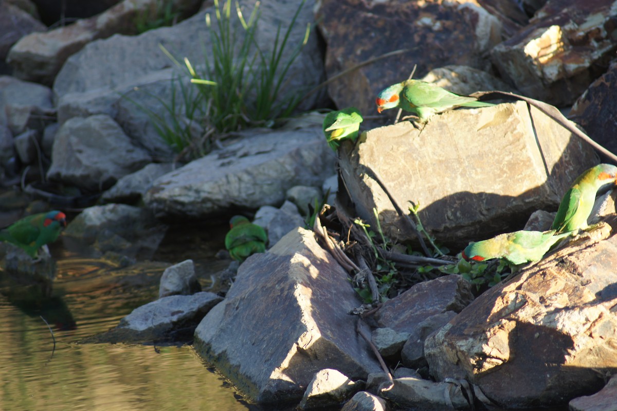 Musk Lorikeet - ML641691562