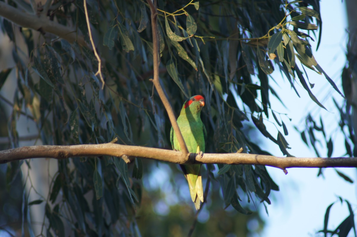 Musk Lorikeet - ML641691563