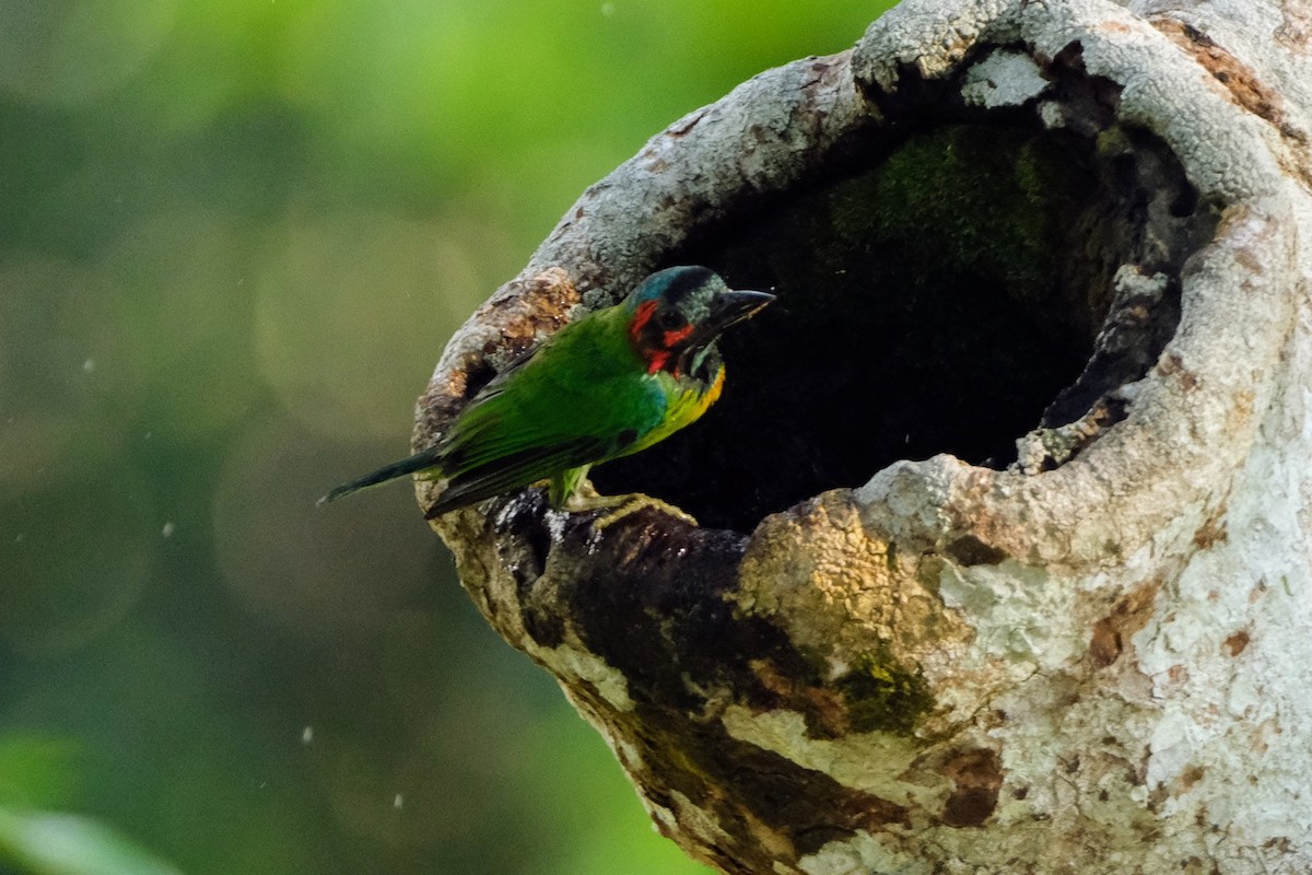 Black-eared Barbet - ML641691596