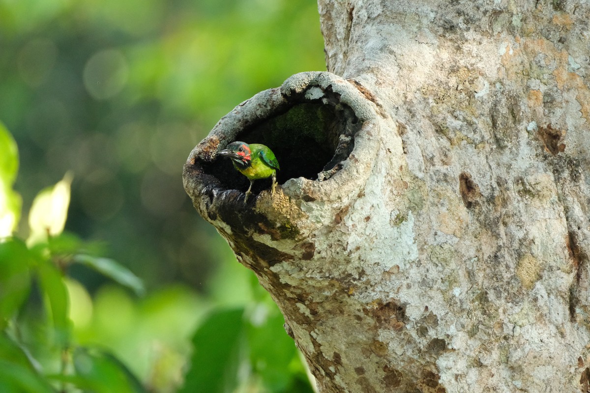 Black-eared Barbet - ML641691597