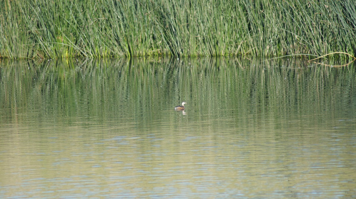 Australasian Grebe - ML641691602