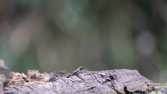 Spotted Flycatcher (Spotted) - ML641691604