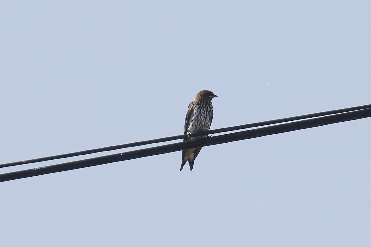 Lesser Striped Swallow - ML641691607