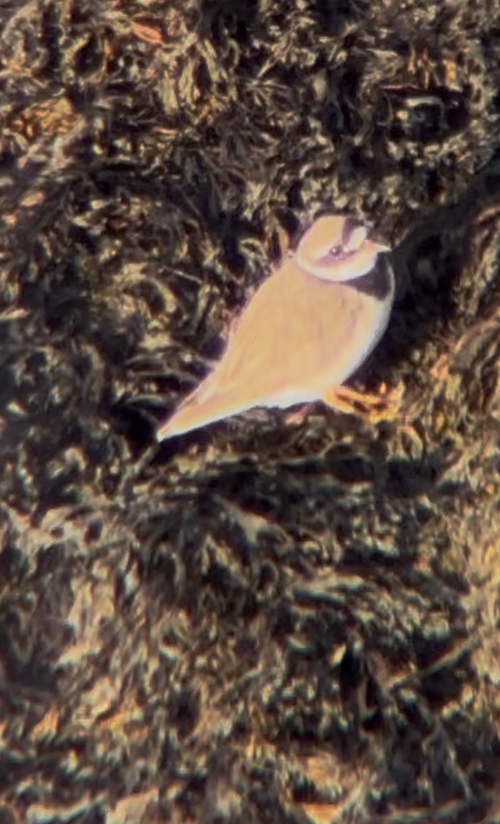 Common Ringed Plover - ML641691617