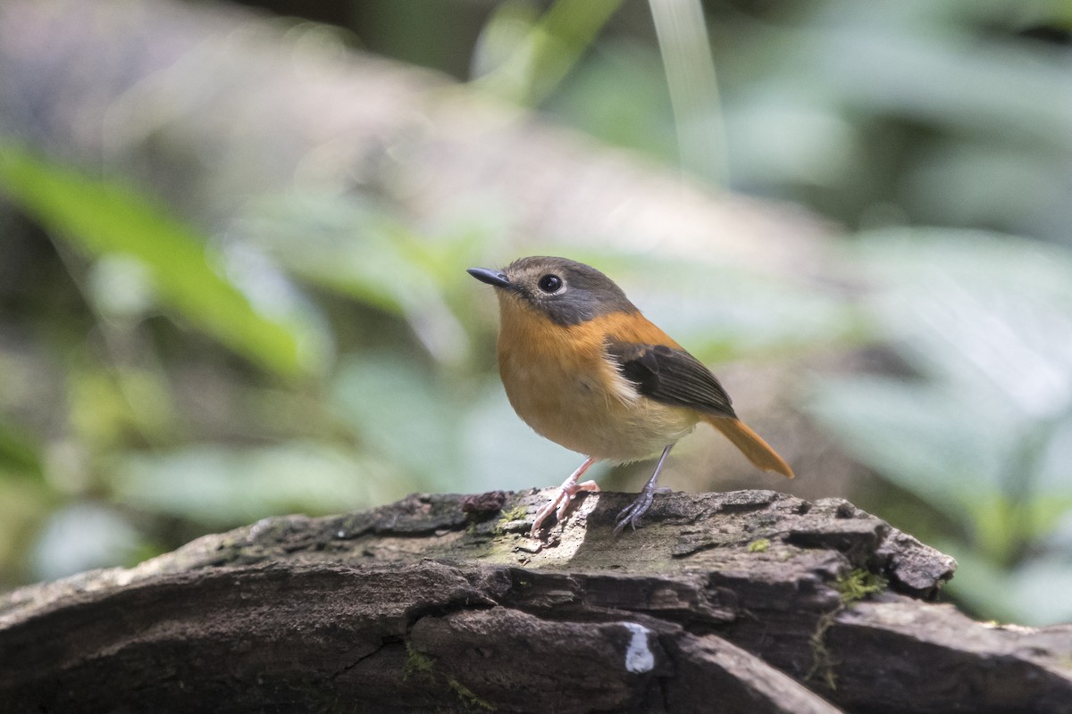 Black-and-orange Flycatcher - ML641691634