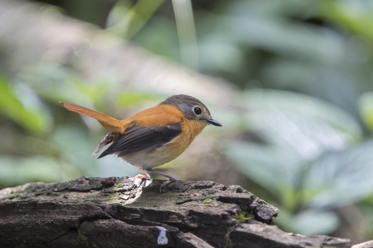 Black-and-orange Flycatcher - ML641691635