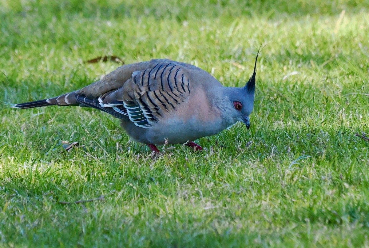Crested Pigeon - ML641691643