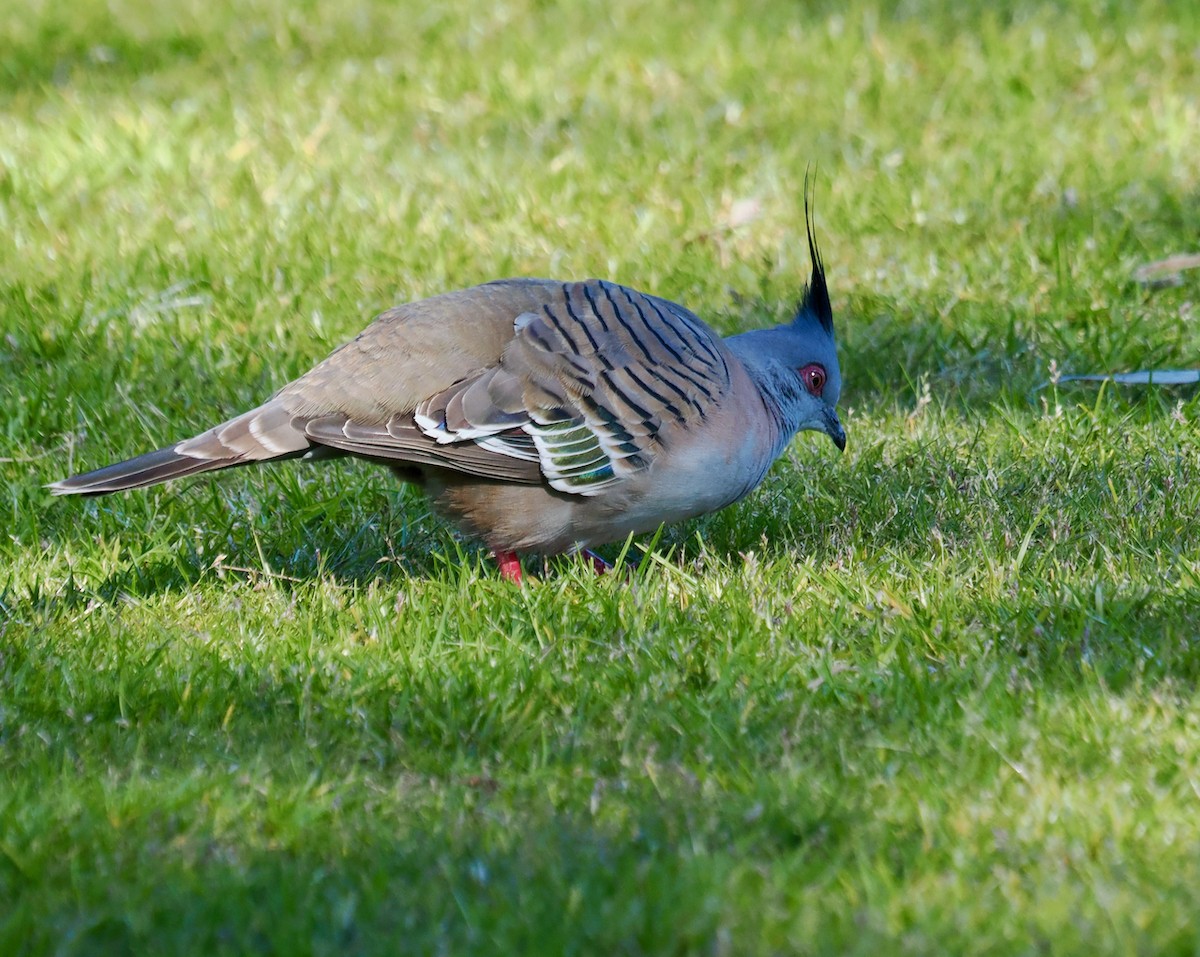 Crested Pigeon - ML641691645